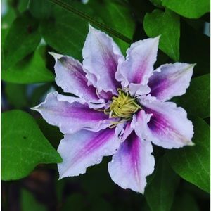 Meet your Posher, Miah